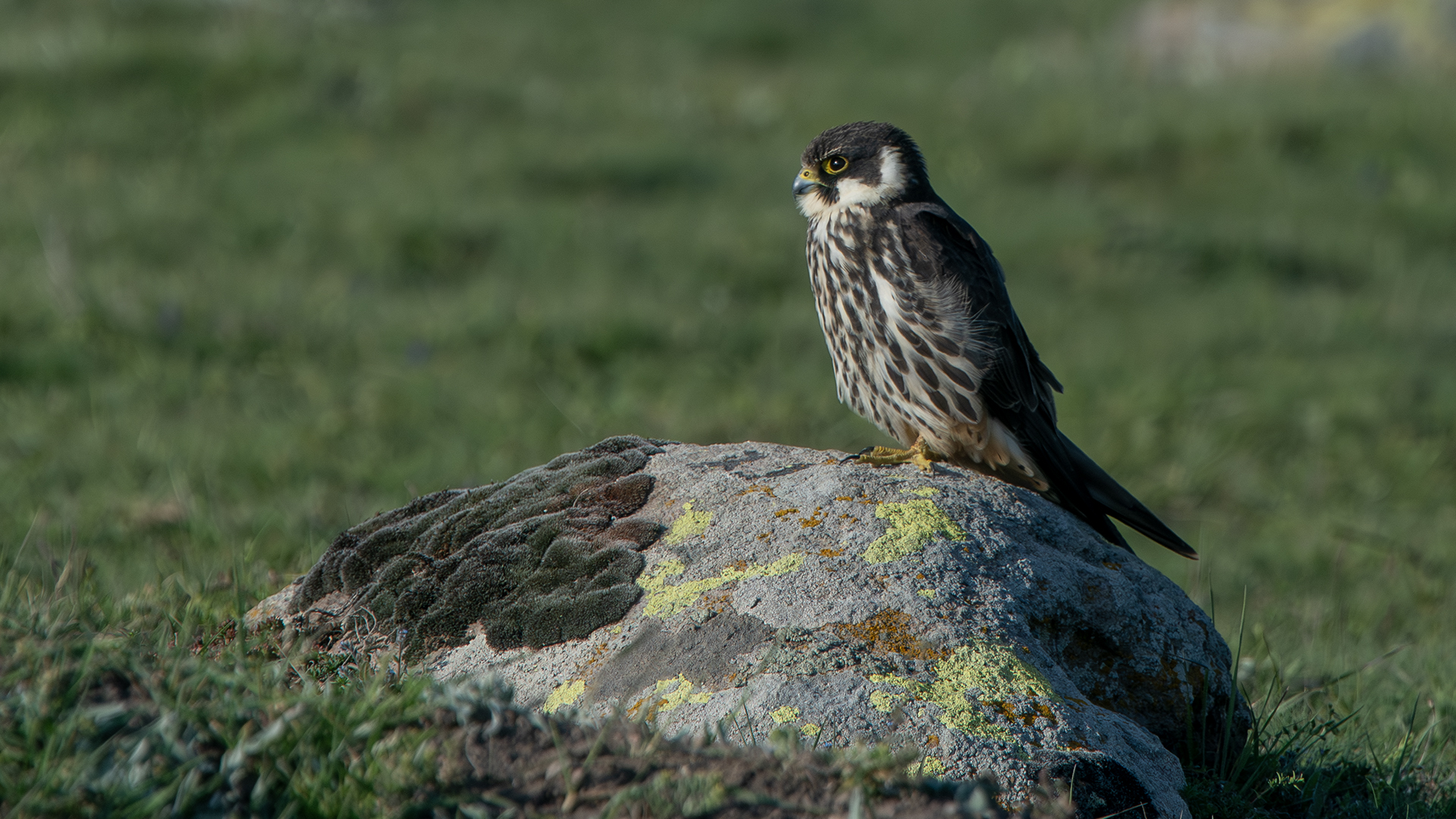 Eurasian Hobby